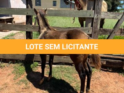 LOTE 013 - STONE SHINERS GUN