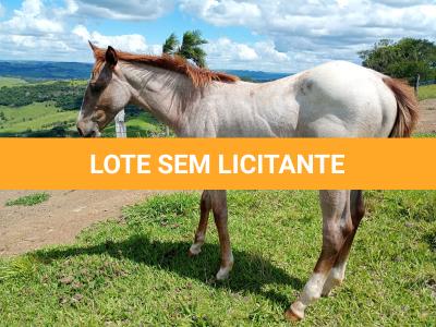 LOTE 020 - NOME A ESCOLHER (LILI A SHINE)