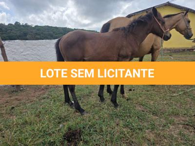LOTE 014 - NOME A ESCOLHER (XUXA APOLO DOC)