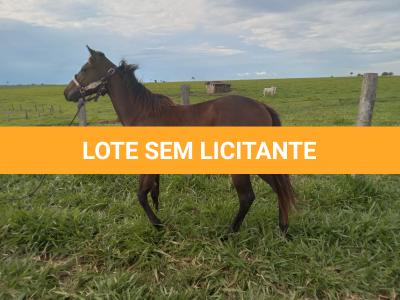 LOTE 006 - BELLA BULLET DOCTOR