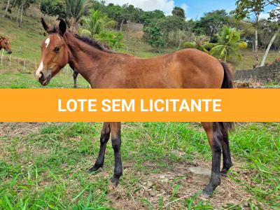 LOTE 014 - NOME A ESCOLHER (XUXA APOLO DOC)