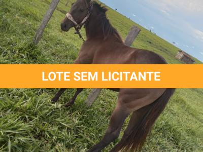 LOTE 006 - BELLA BULLET DOCTOR