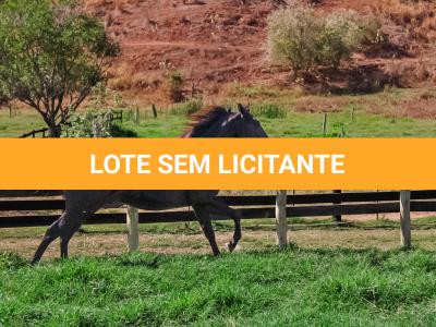 LOTE 005 - DOC S METALIC BAR TZ