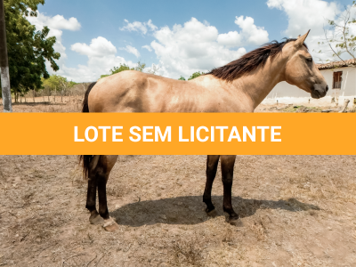 LOTE 008 - THUNDER BRIAN RMJ