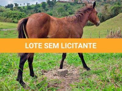 LOTE 014 - NOME A ESCOLHER (XUXA APOLO DOC)