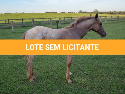 LOTE 017 - NOME A ESCOLHER (LOBA SUPER REY)