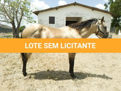 LOTE 008 - THUNDER BRIAN RMJ