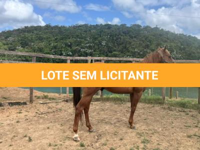 LOTE 009 - KING ZANA G2