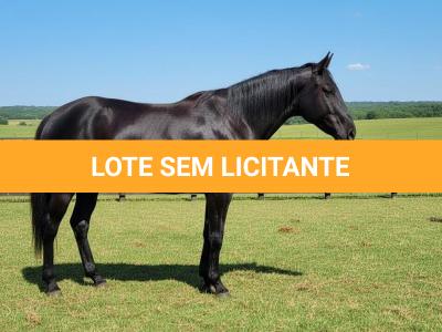 LOTE 003 - ICP BLACK OKIE (2X1 • P+ ANNAS SILVER HOLLI)