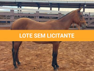 LOTE 001 - LFG MARRETA GUN