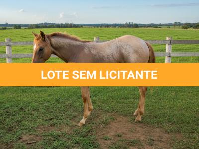LOTE 017 - NOME A ESCOLHER (LOBA SUPER REY)