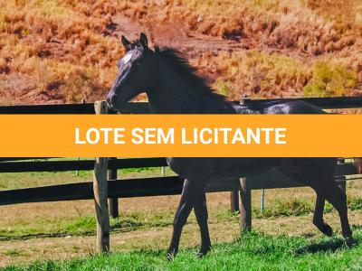 LOTE 005 - DOC S METALIC BAR TZ