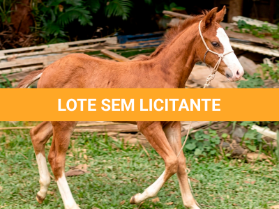 LOTE 016 - NOME A ESCOLHER (MONKEY GOTTA GUN)