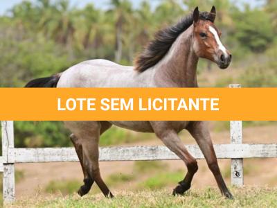 LOTE 015 - PETALA METALLIC STOC