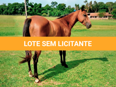 LOTE 020 - LENDA KEY DUNIT