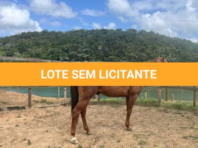 LOTE 009 - KING ZANA G2
