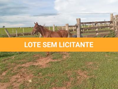 LOTE 010 - BRUTUS FIESTA