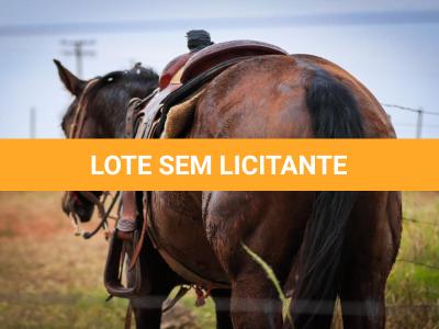 LOTE 004 - LENA FIRE SAND JVM