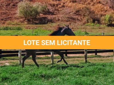 LOTE 005 - DOC S METALIC BAR TZ