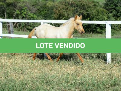 LOTE 019 - LAST BET VRA