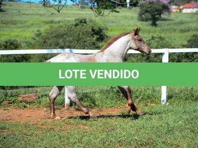 LOTE 004 - TRINITY CAT VRA