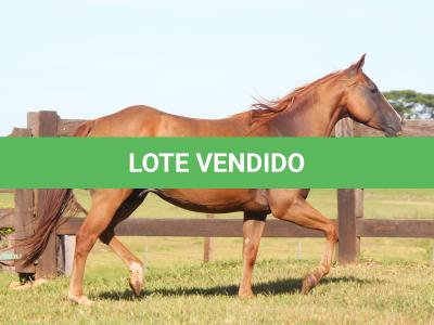 LOTE 015 - MR JAY PEPPY OAK EDU