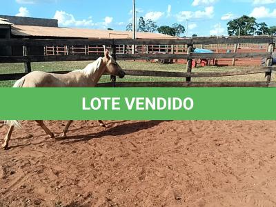 LOTE 012 - BET ON HANCOCK