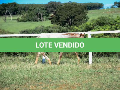 LOTE 012 - PRECIOUS BET VRA