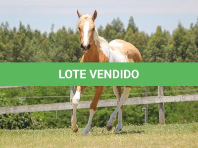 LOTE 008 - PENELOPY TOP TOO YBJ