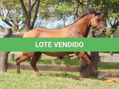 LOTE 017 - EL NINA SHADY DO EDU