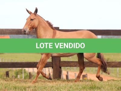 LOTE 011 - DESENHO