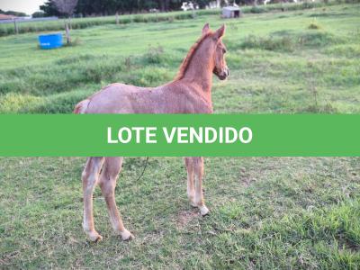 LOTE 004 - NOME A ESCOLHER (BET HESA CAT JR x LOBA SUPER REY)