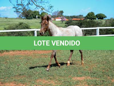 LOTE 003 - DALLARA CAT VRA