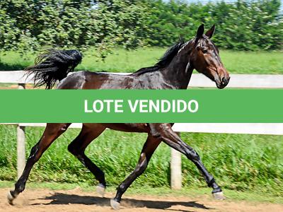 LOTE 004 - MV IDEAL BRENA