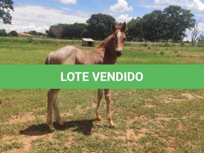 LOTE 004 - NOME A ESCOLHER (BET HESA CAT JR x LOBA SUPER REY)