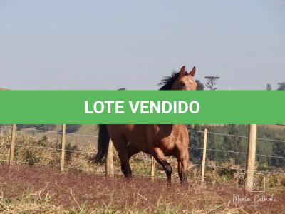 LOTE 016 - LUNA HELLUVA MISTER