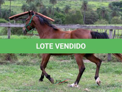 LOTE 016 - ELETTRA PANTHER HMJ