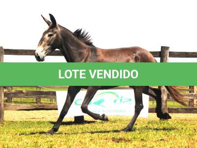 LOTE 009 - BAILARINA