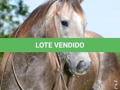 LOTE 003 - ROSIES JAY Z