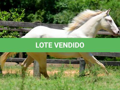 LOTE 005 - TWICE GALLO STEP