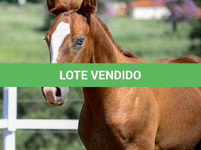 LOTE 015 - GUNNATRUCK VRA