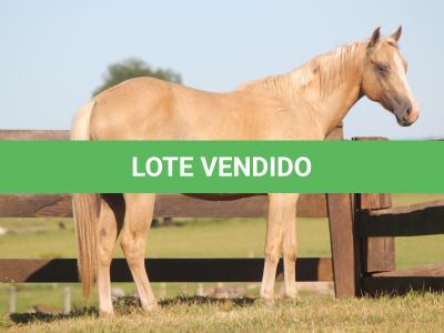 LOTE 017 - APOLO DANS FIREWATER