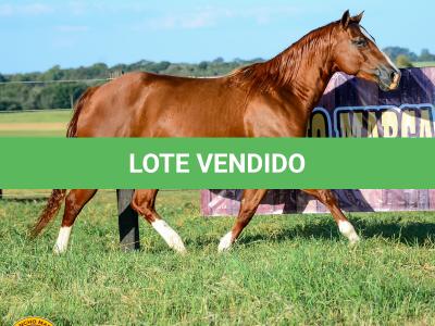 LOTE 013 - SOLTERA REY PEP B (2x1)