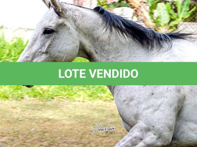 LOTE 017 - CANDY JET GAMAY MMT