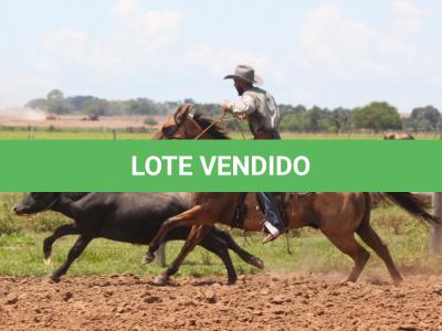 LOTE 007 - TORO KENETICO EDU