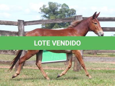 LOTE 016 - DOCINHO