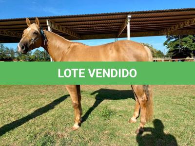 LOTE 006 - RED ACRE SWR
