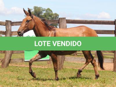 LOTE 019 - KAMICAZE