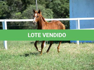 LOTE 008 - A BILLION BET VRA