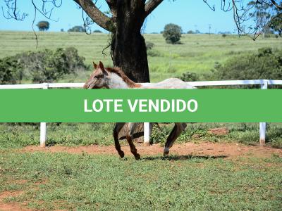 LOTE 004 - TRINITY CAT VRA